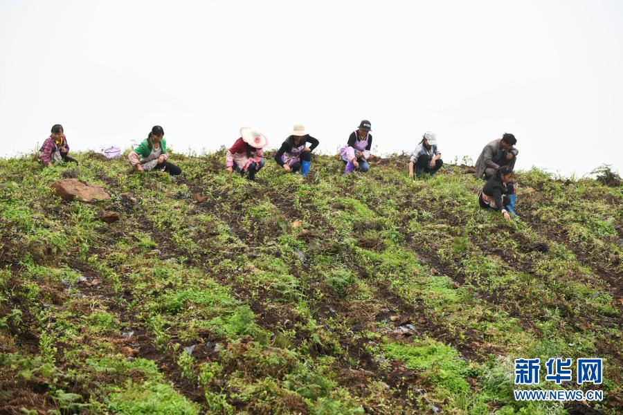 農(nóng)民在貴州省普安縣地瓜鎮(zhèn)屯上村的“扶貧茶園”里給茶苗除草（2019年7月7日攝）。當(dāng)?shù)氐牟鑸@栽種有浙江安吉黃杜村捐贈(zèng)的白茶苗。新華社記者 楊文斌 攝